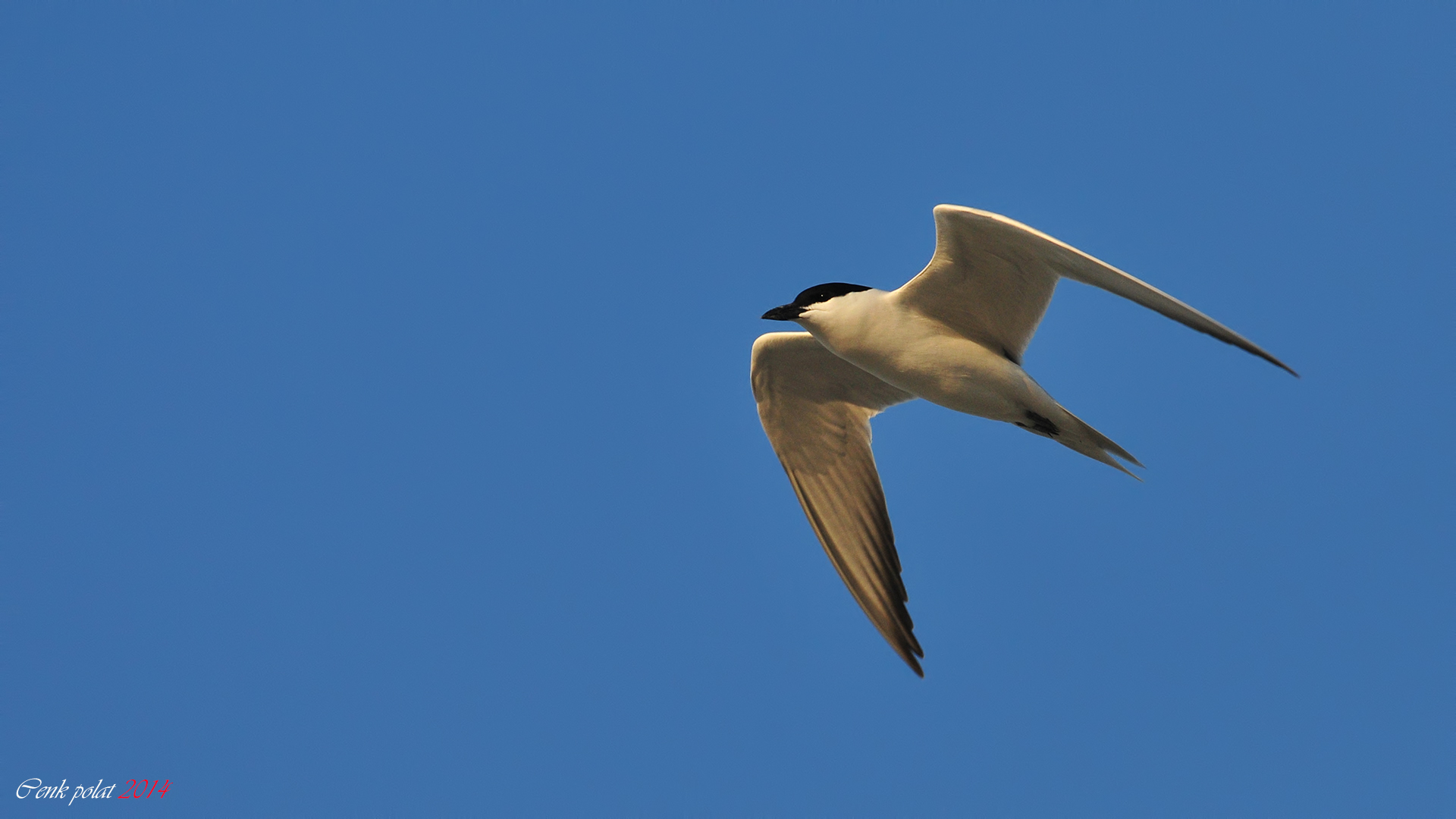 Gull-billed Tern